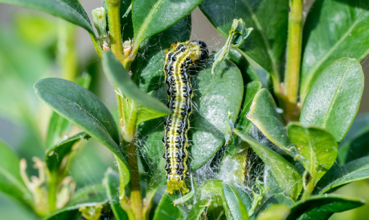 How to Spot Box Tree Caterpillar Early (Before Serious Damage)