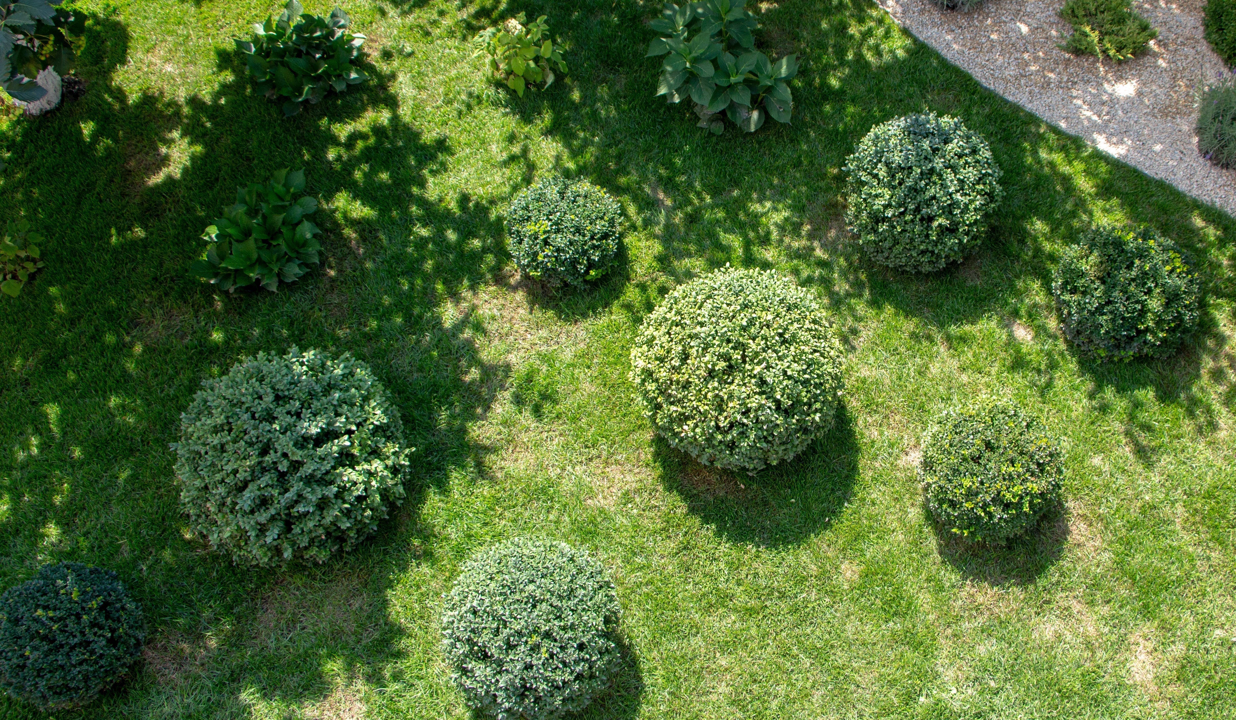 Box Tree Care: What Every Garden Owner Should Know