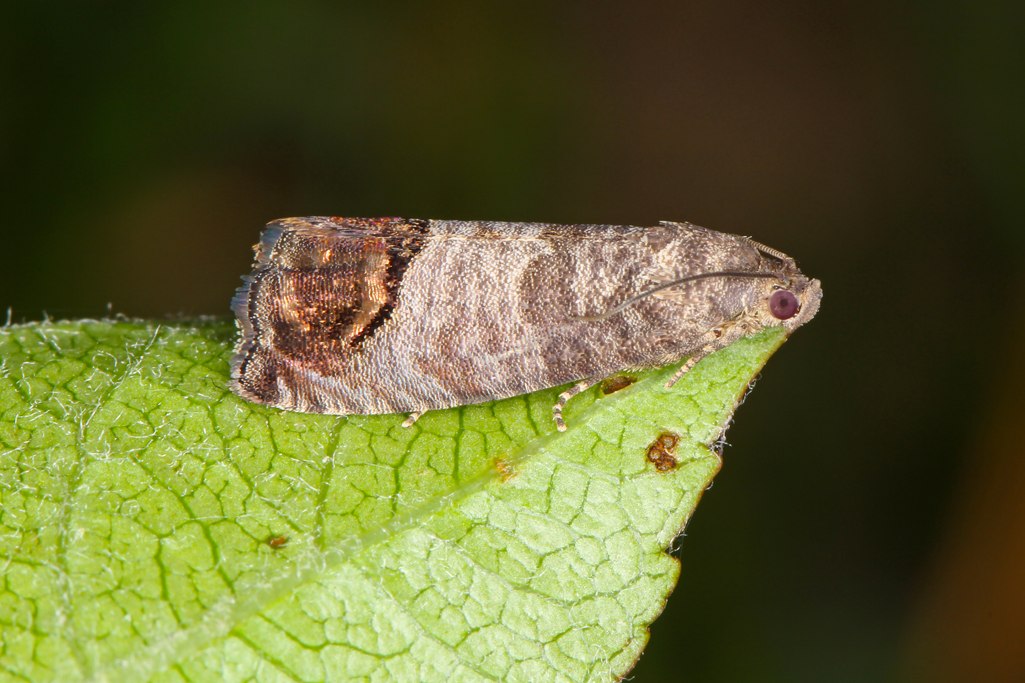 How Pheromone Moth Traps Work