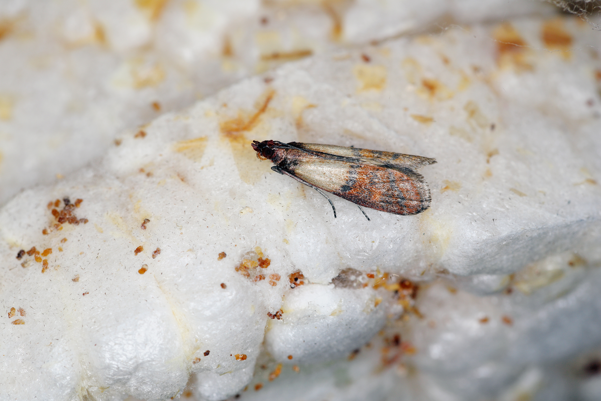 Clothes Moths or Food Moths? How to Tell the Difference