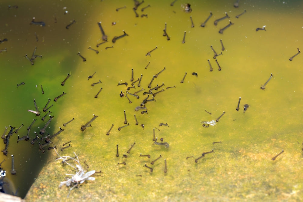 Summer Pest Control Guide for Homes and Gardens
