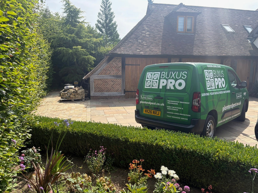 When Is Professional Box Tree Caterpillar Treatment Worth It?