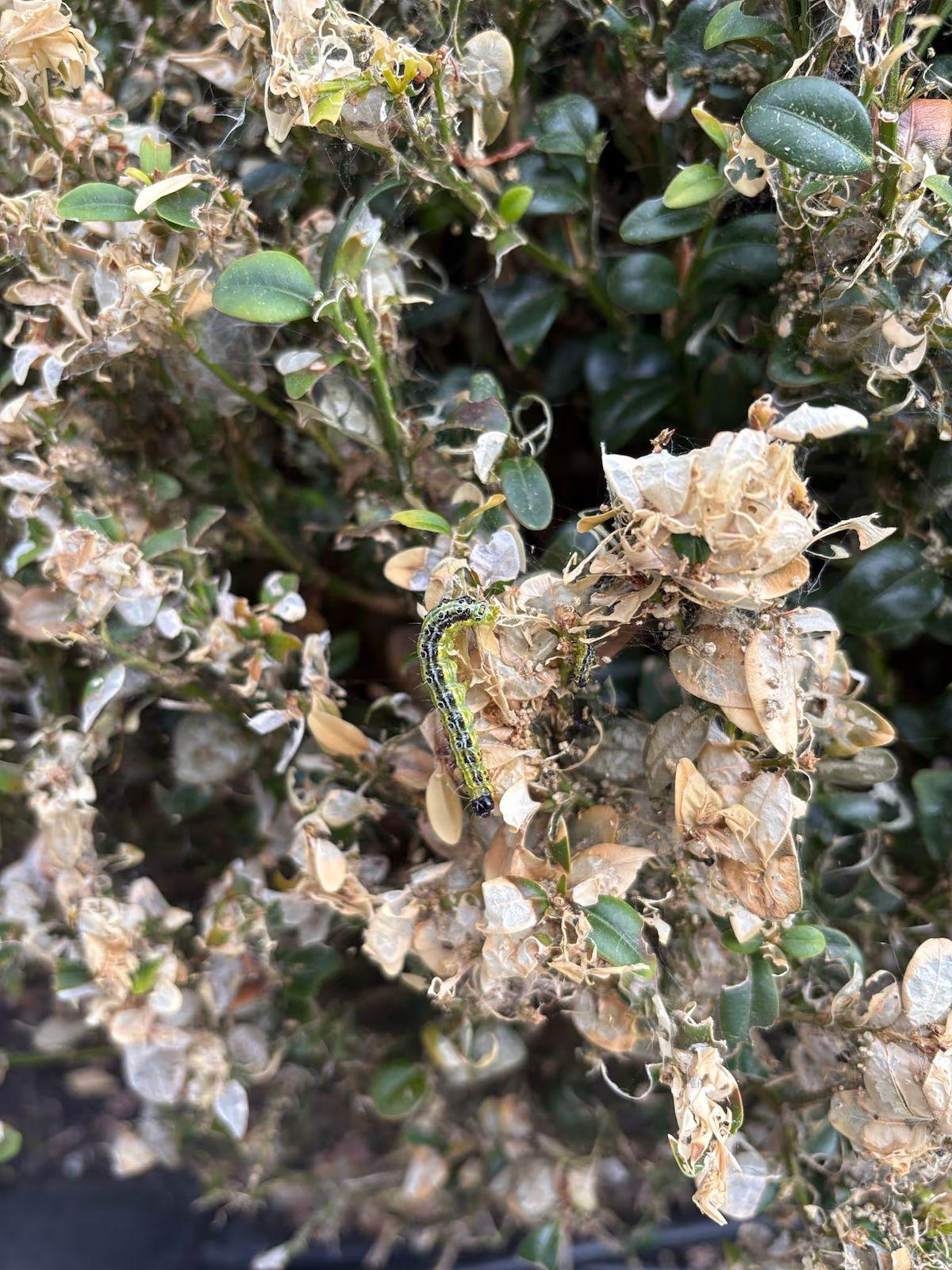 How to Recognise Box Tree Caterpillar Damage