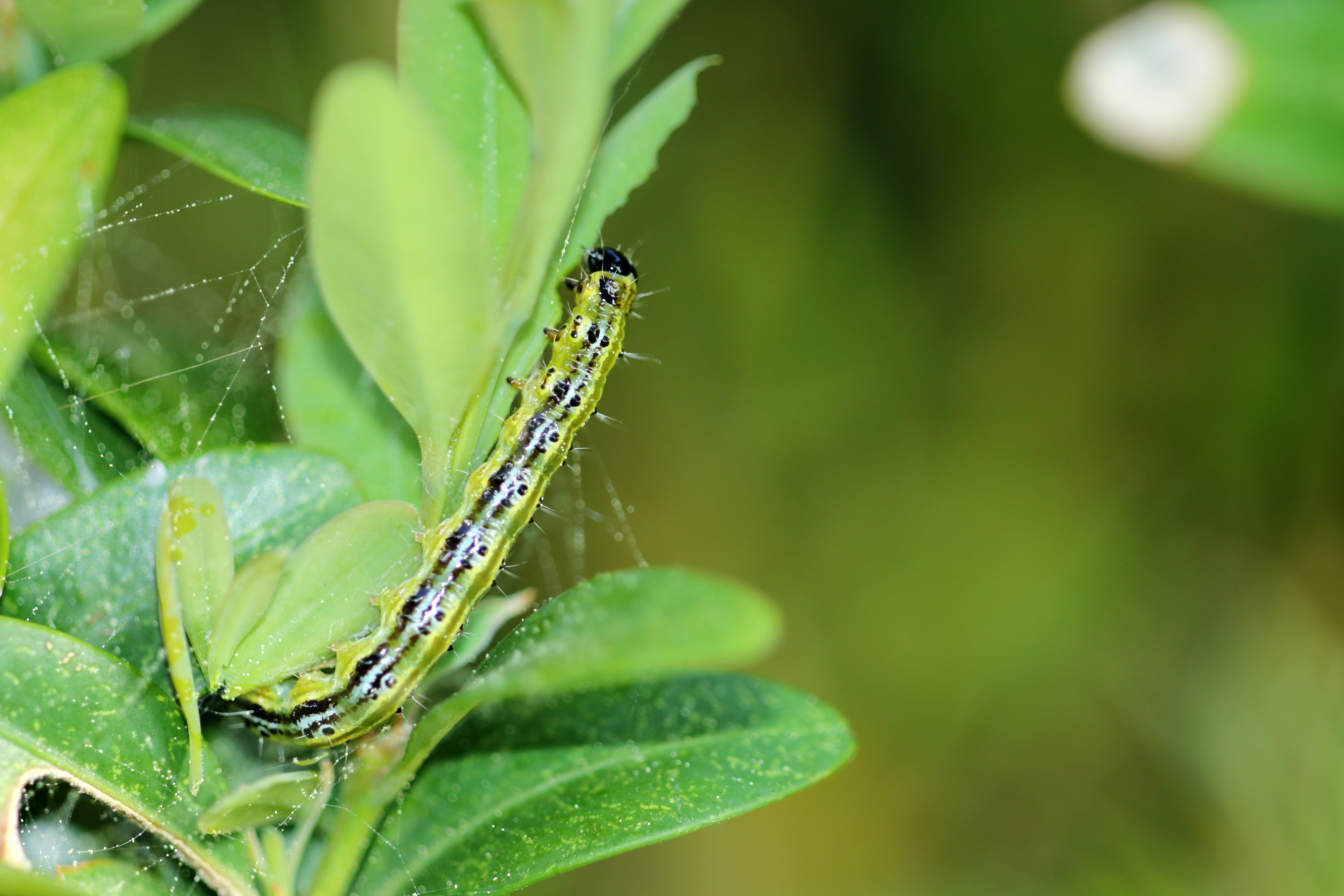 How to Spot Box Tree Caterpillar Early (Before Serious Damage)