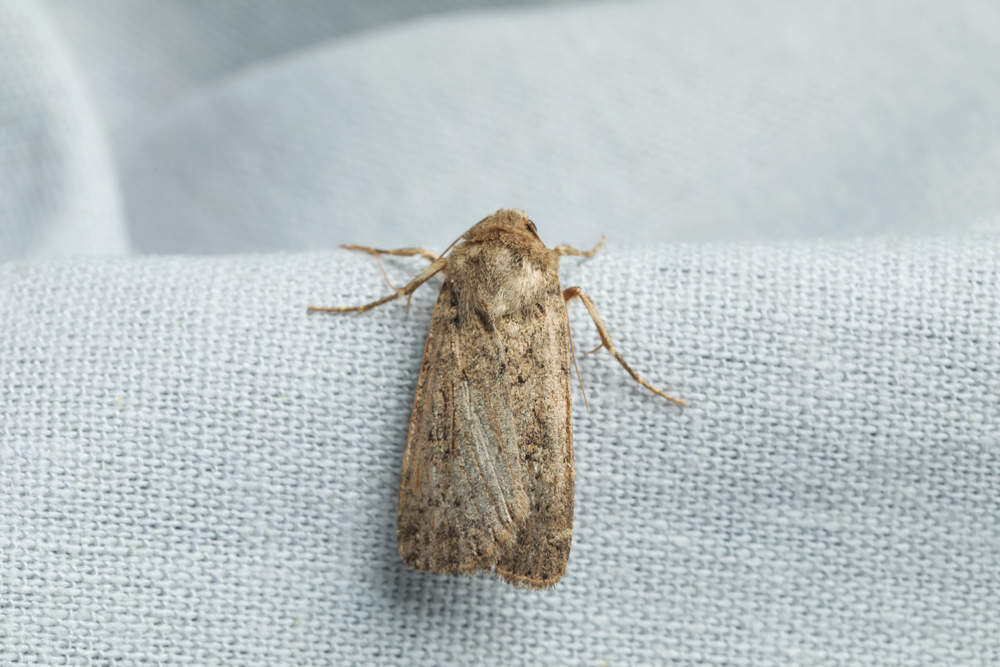 How to Identify Clothes Moths