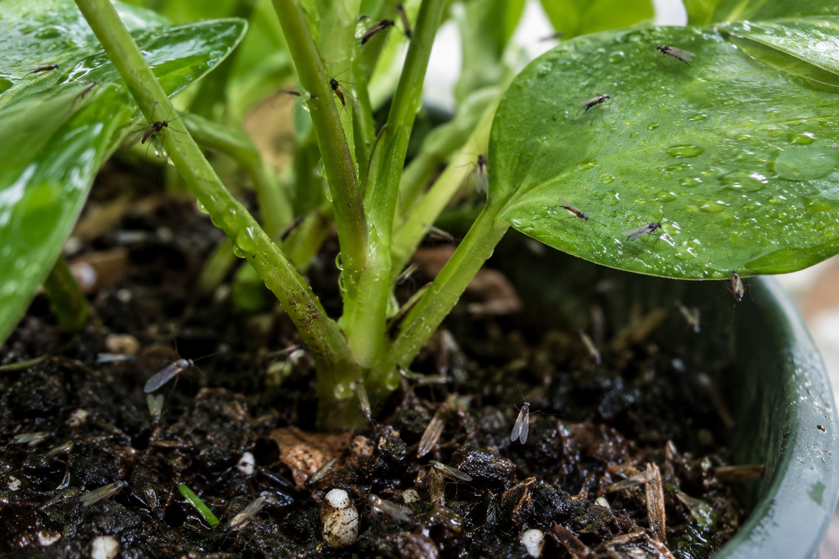 How to Use Yellow Sticky Traps for Fungus Gnats