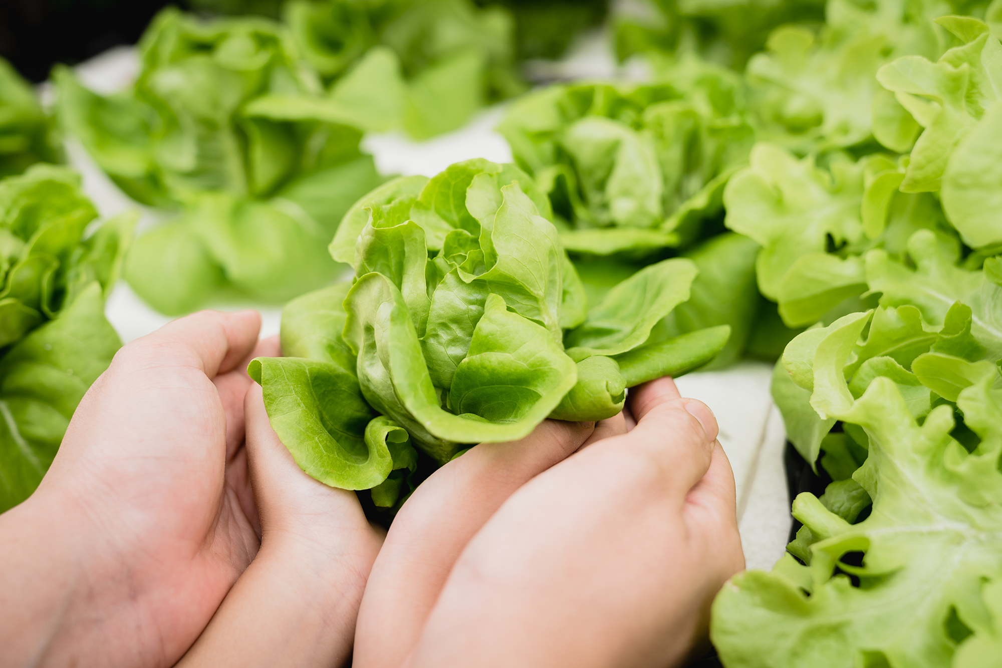 Best Hydroponic Systems for Beginners (UK Guide)