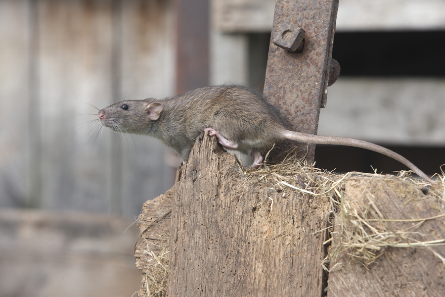 Rat Traps, Rat Bait or Bait Stations: Which Should You Choose?