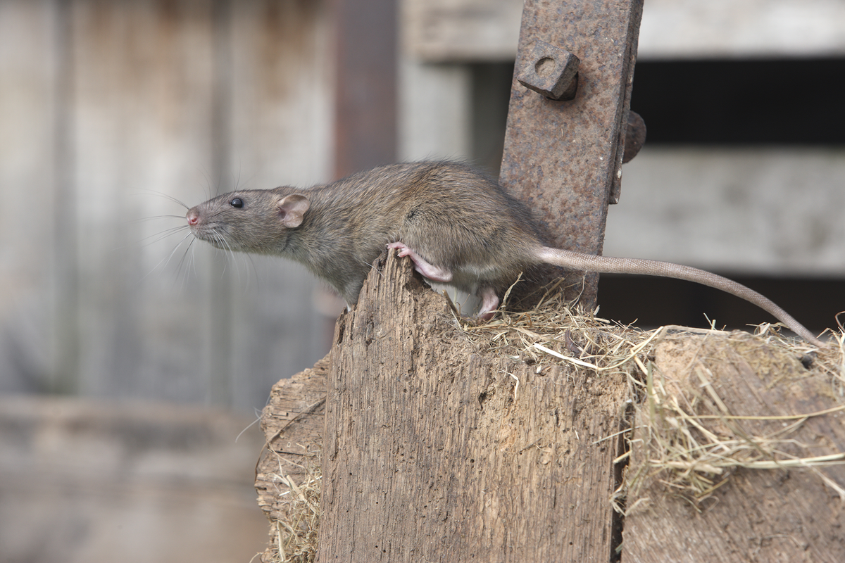 How to Identify Rats and Mice in Your Home