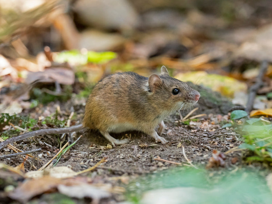 How to Get Rid of Rats and Mice