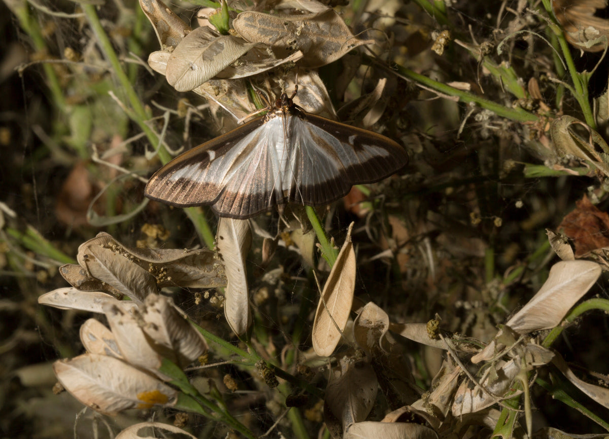 When Do Box Moths Appear in the UK? (2026 Guide)