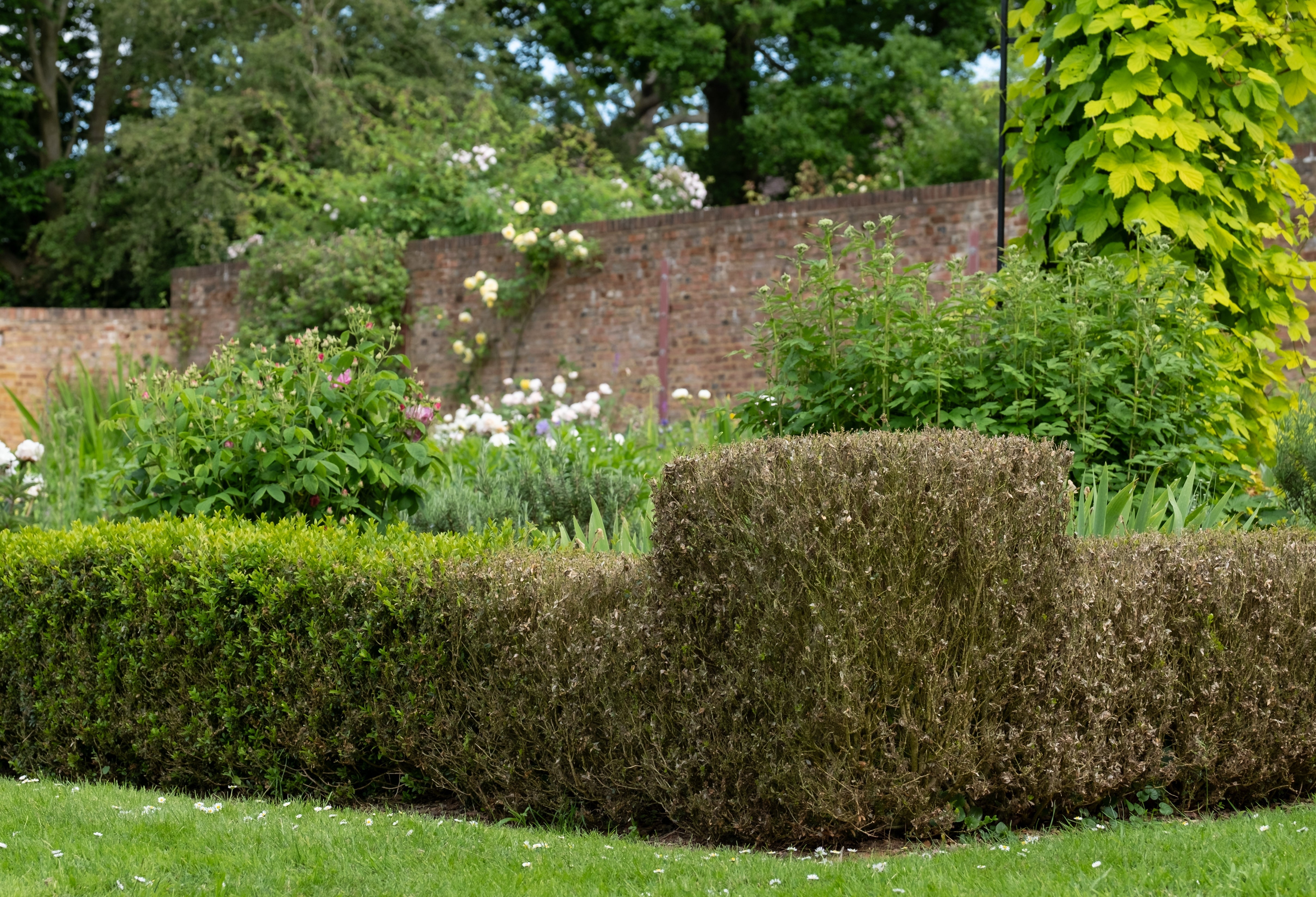 Best Treatment for Box Hedge Caterpillars (UK 2026)