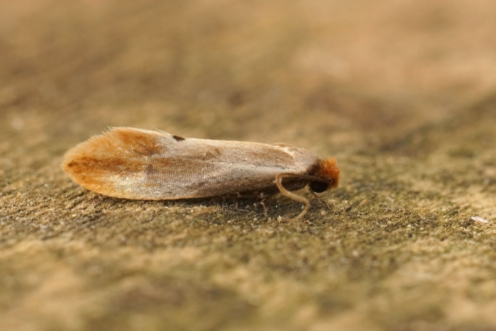 Where to Place Clothes Moth Traps