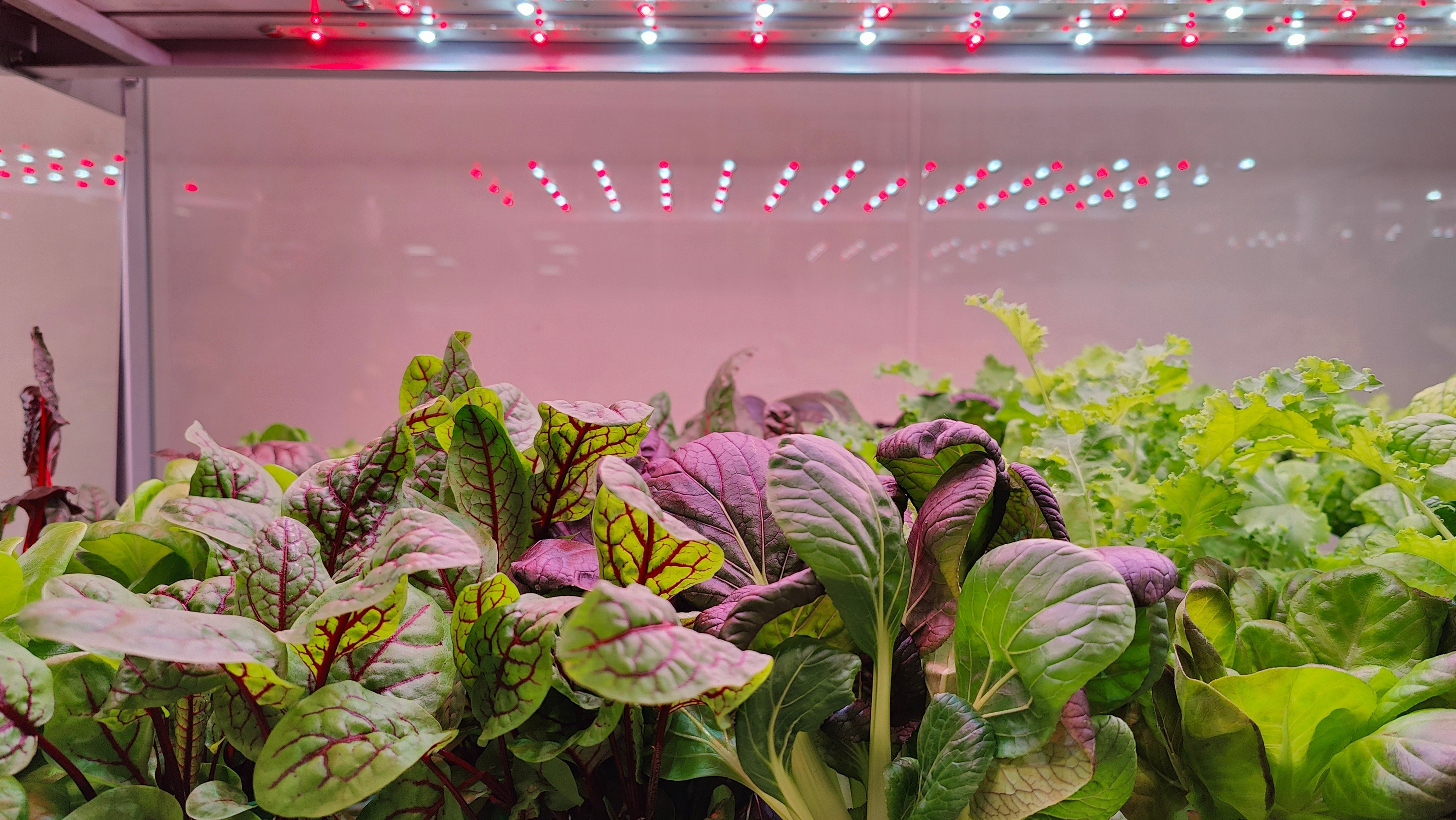 How to Start Hydroponics at Home in the UK