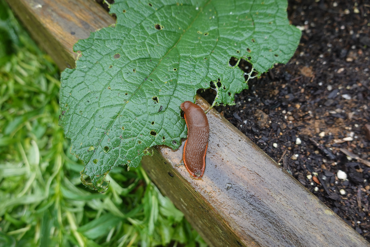 Spring Pest Control Checklist for Your Home and Garden