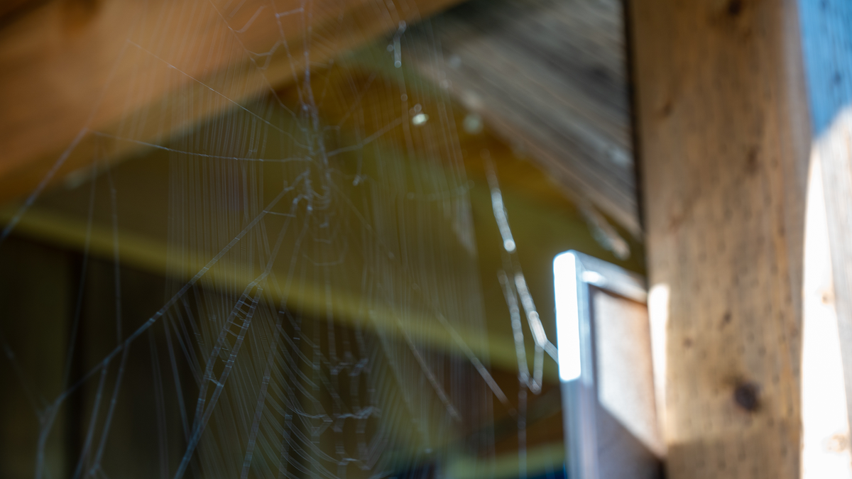 How to Identify Common Crawling Insects in Your Home