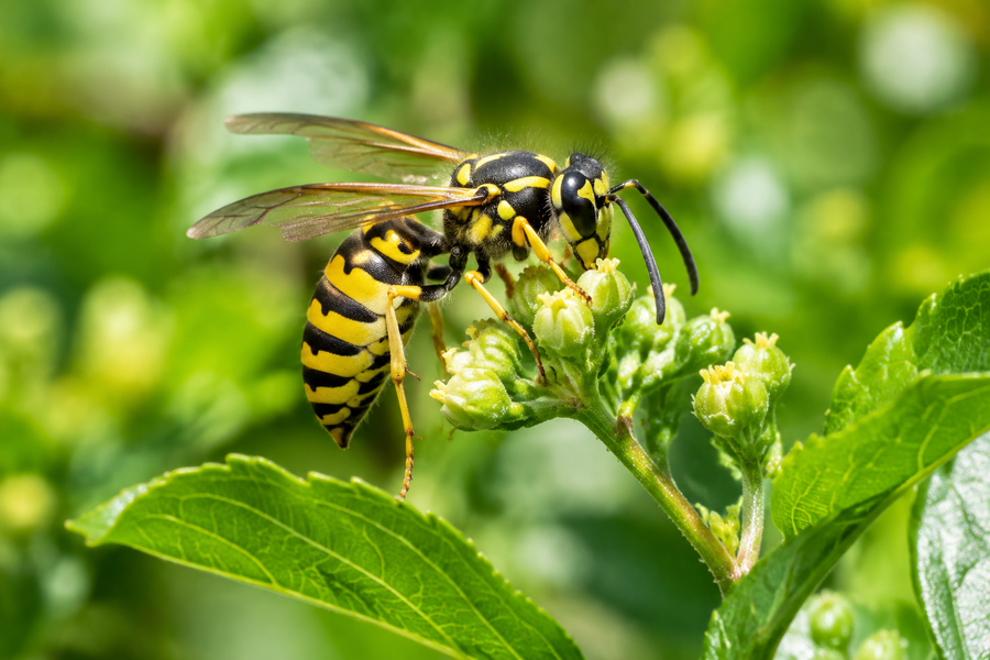 When Does Wasp Season Start in the UK?