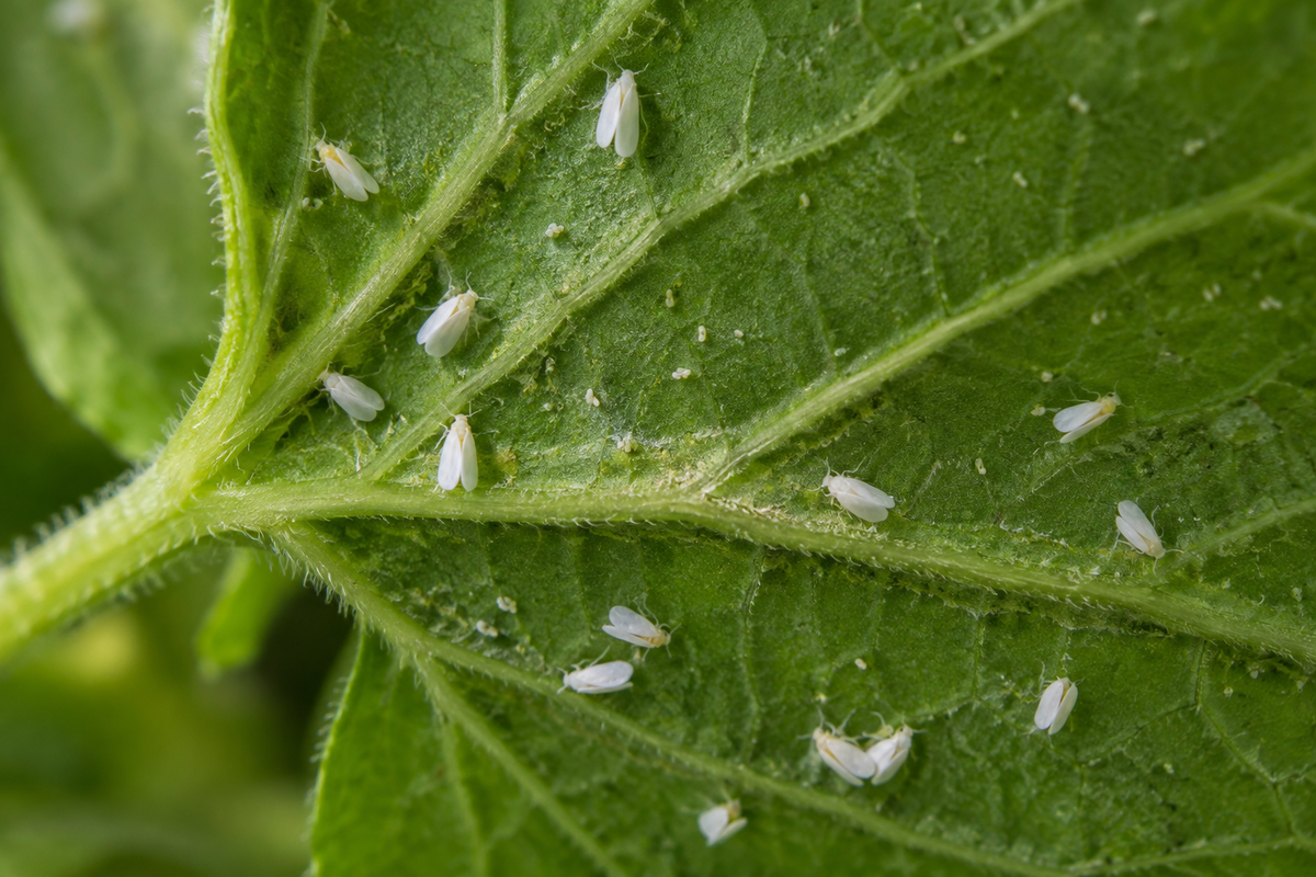 How to Identify and Control Whitefly on Plants