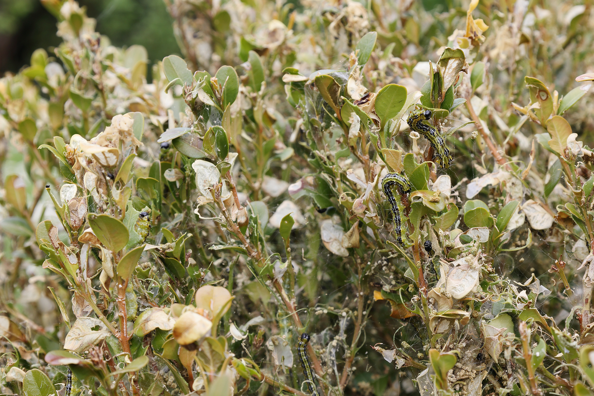 Box Tree Caterpillar Treatment UK | Kill Caterpillars & Protect Box Hedges