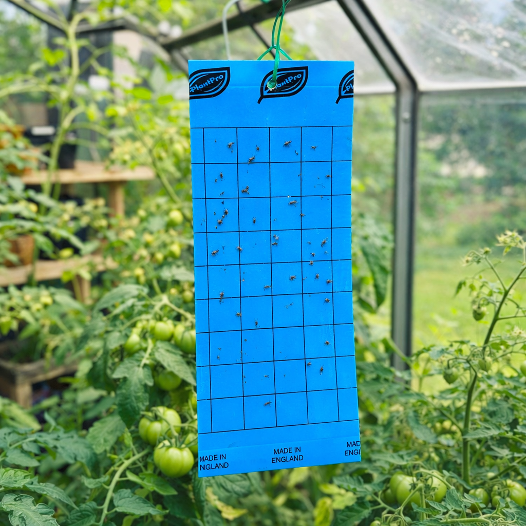 Blue Sticky Glue Board Insect Traps – Pack of 50