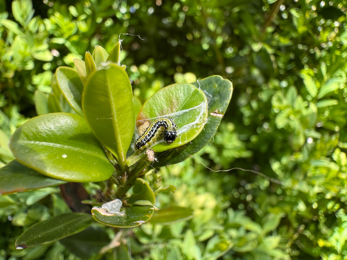 Box Tree Caterpillar Treatment UK | Kill Caterpillars & Protect Box Hedges