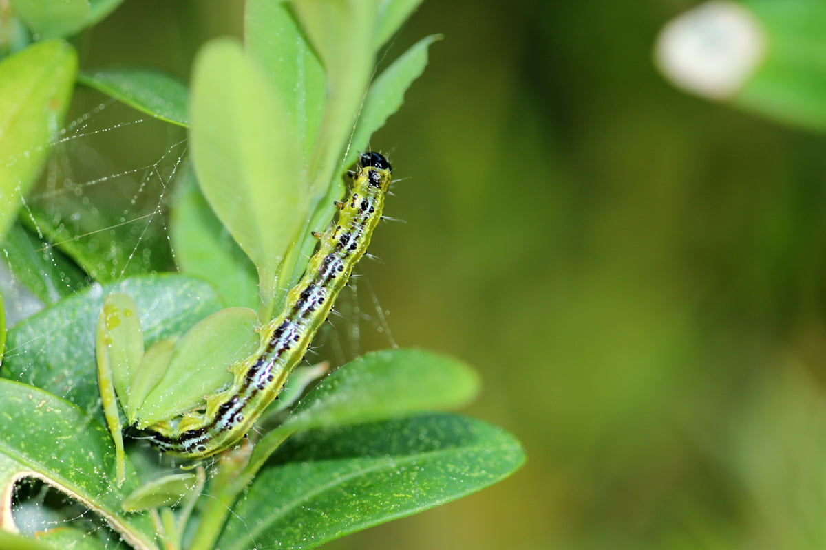 Box Tree Caterpillar Treatment UK (2026 Guide) | Plant and Pest