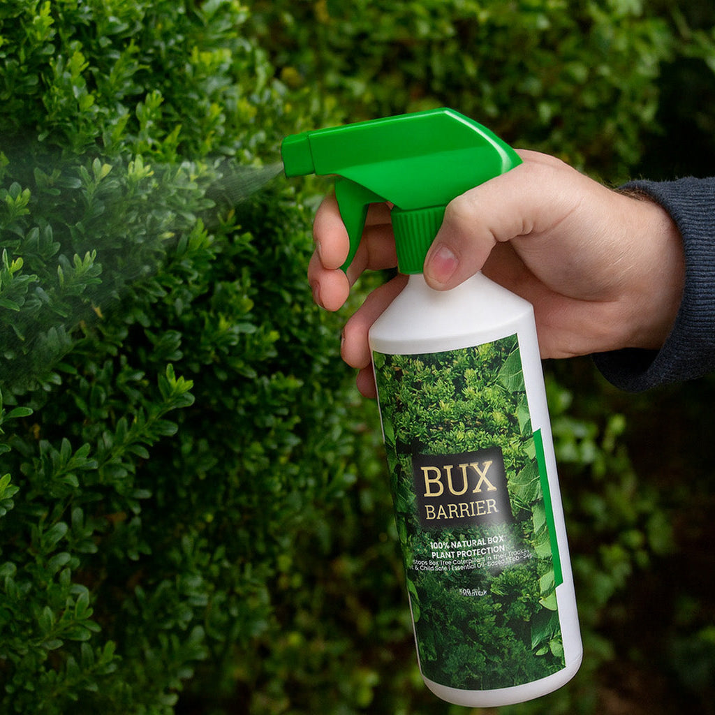 Person spraying BuxBarrier natural box tree protection spray onto Buxus hedge to prevent caterpillar and moth damage