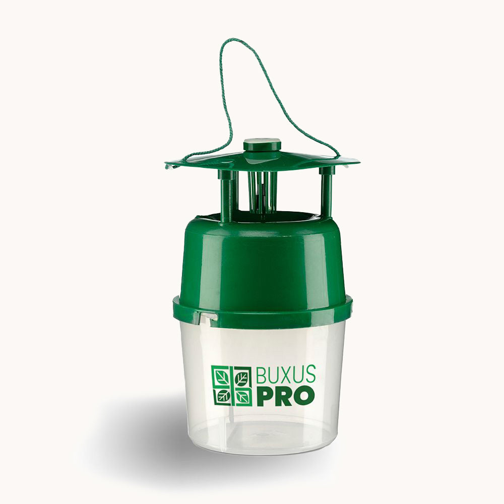 BuxusPro BuxTrap moth trap hanging in a garden near healthy Buxus plants, used to control box tree moth infestations