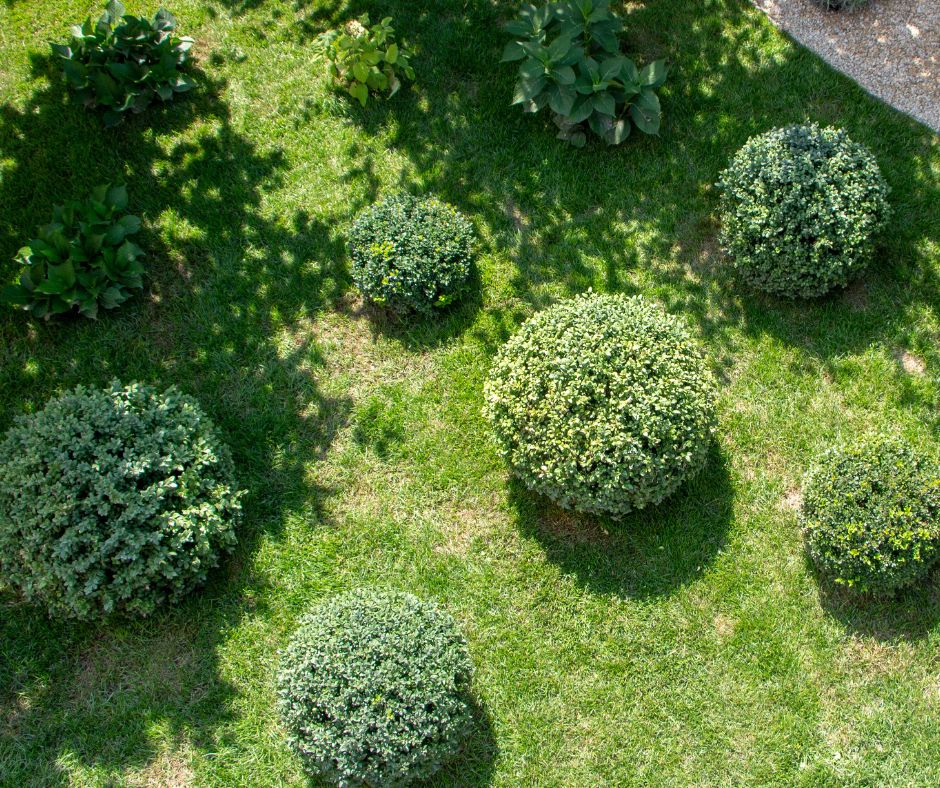 Professional Box Tree Care Service – South East England