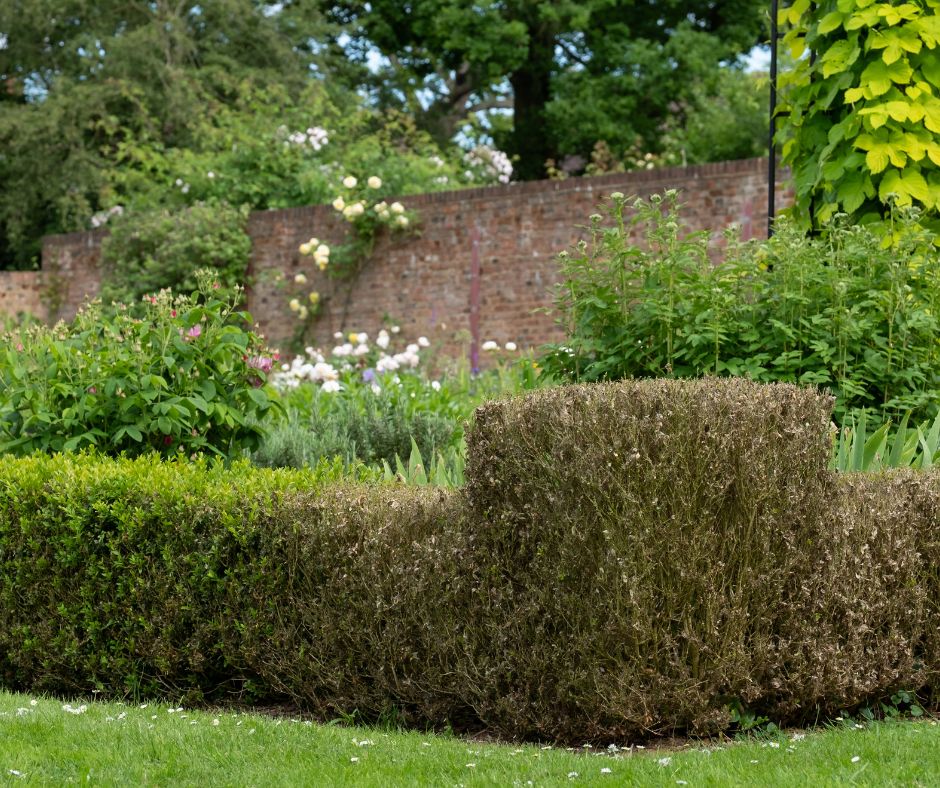 Professional Box Tree Care Service – South East England
