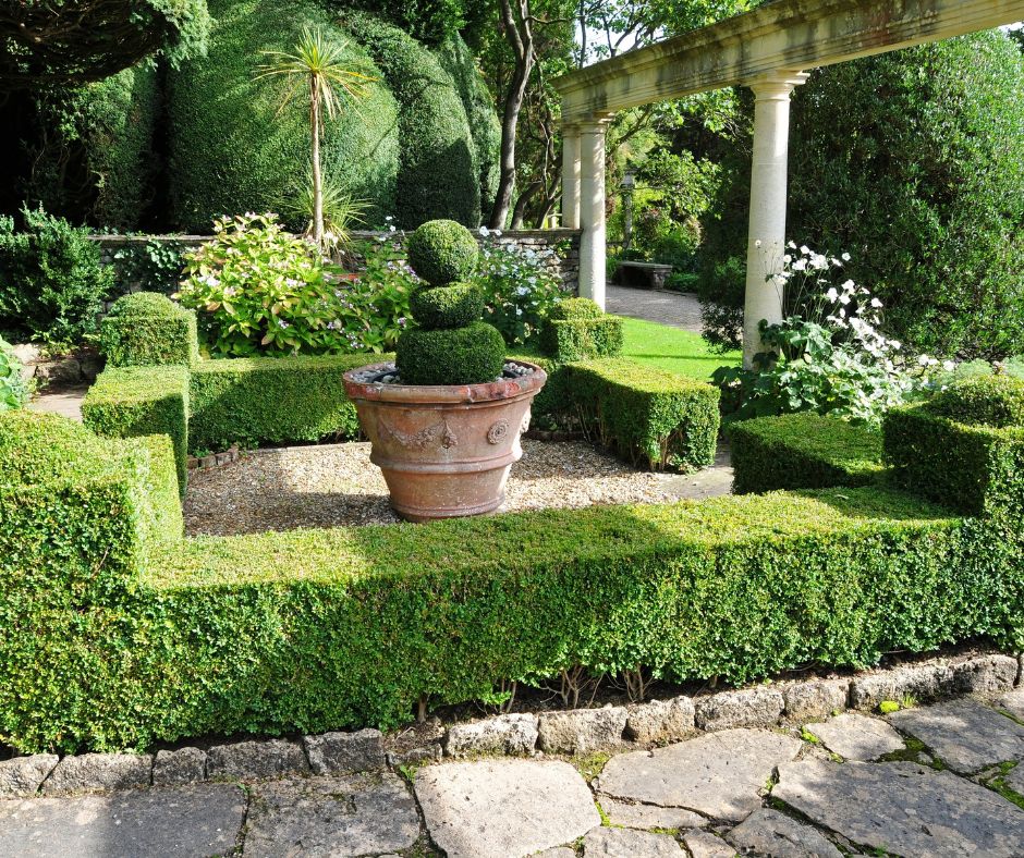 Professional Box Tree Care Service – South East England