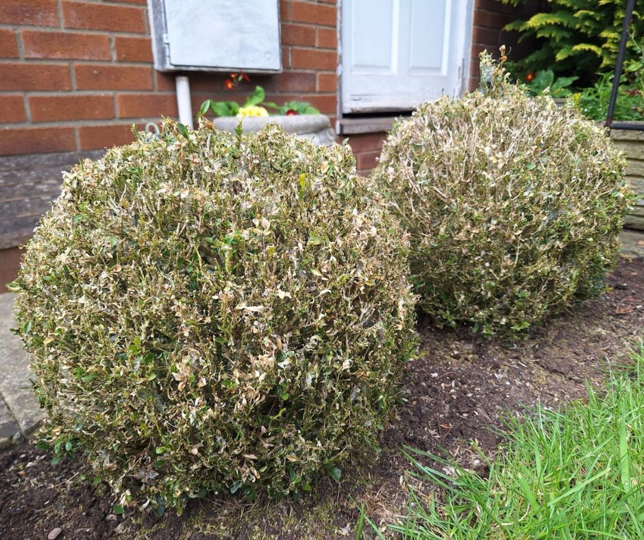 Professional Box Tree Care Service – South East England