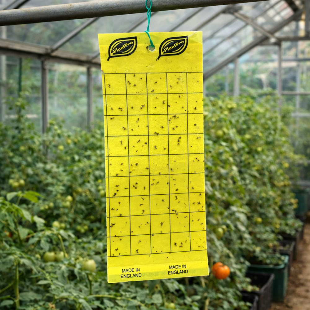 Yellow Sticky Insect Traps – Pack of 50 | Plant Pest Monitoring Cards